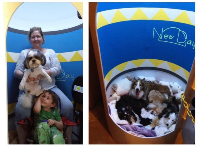 Pets and New Day Shelters